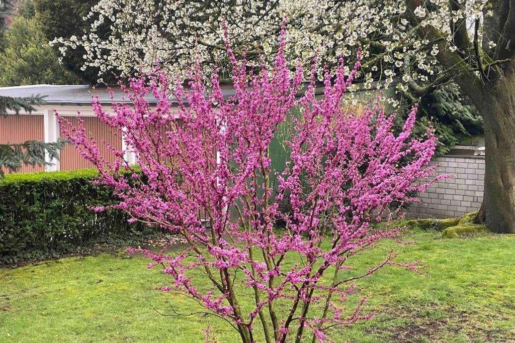 Apartment Zentral In Buer,ruhig,eg,garten,terrasse,garage *